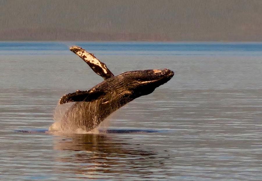 image of whale in Ka'anapali