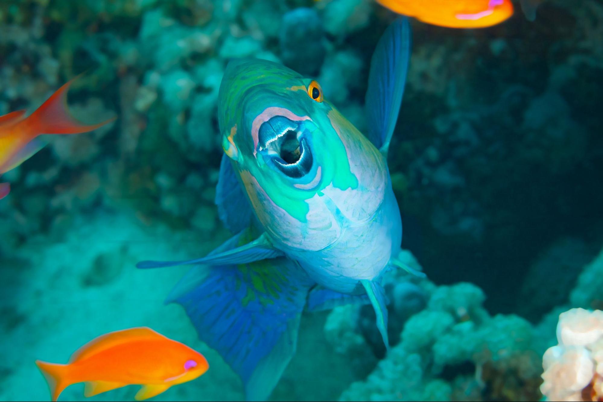 Vibrant blue parrotfish swimming near coral reef formations in clear Maui snorkeling waters with marine life