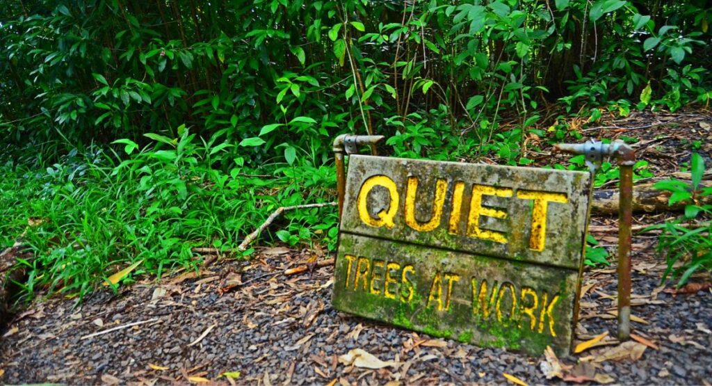 Quiet Trees at Work sign on mossy trail at Kaumahina State Wayside Park