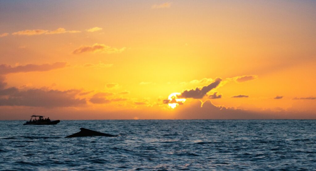 People on a boat in the ocean watching a breaching whale during sunset near Maui
