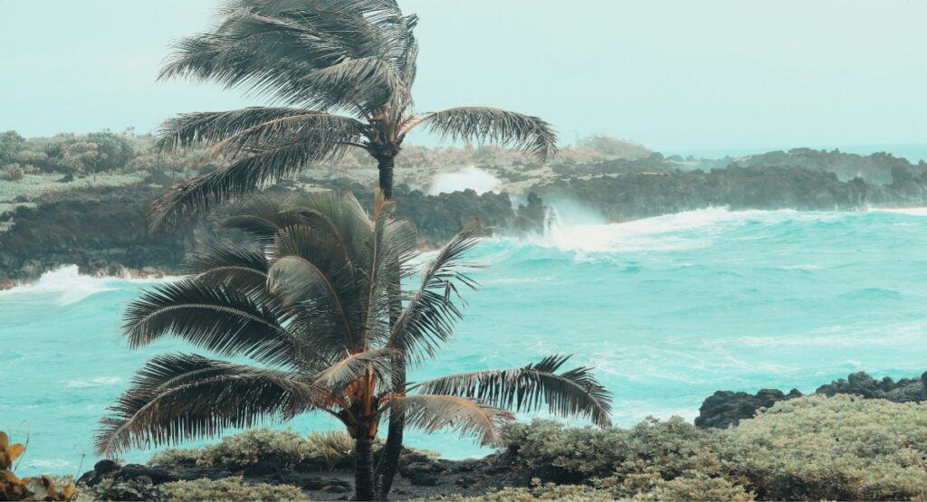 Palm trees bending in the wind as powerful waves hit the volcanic coastline at Paʻiloa black sand beach