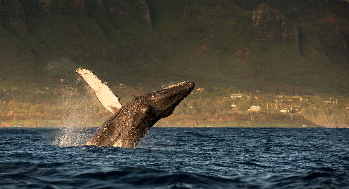 Humpback whale breaching off the West Maui coast with the island behind