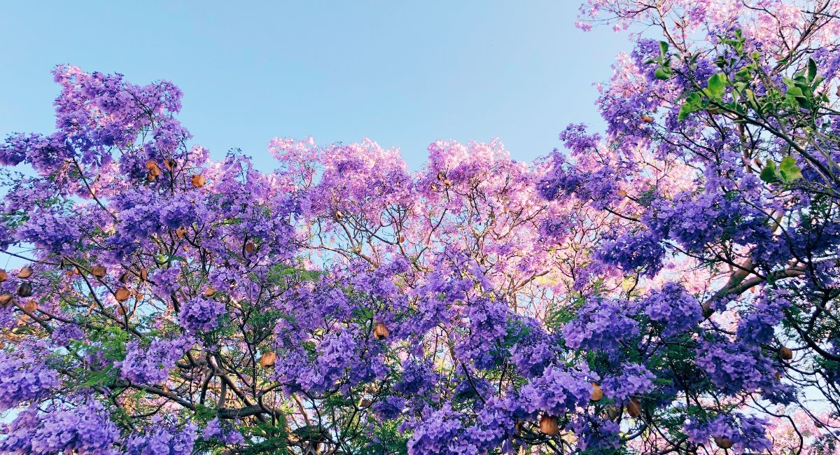 Jacaranda flowers blooming in spring on Maui