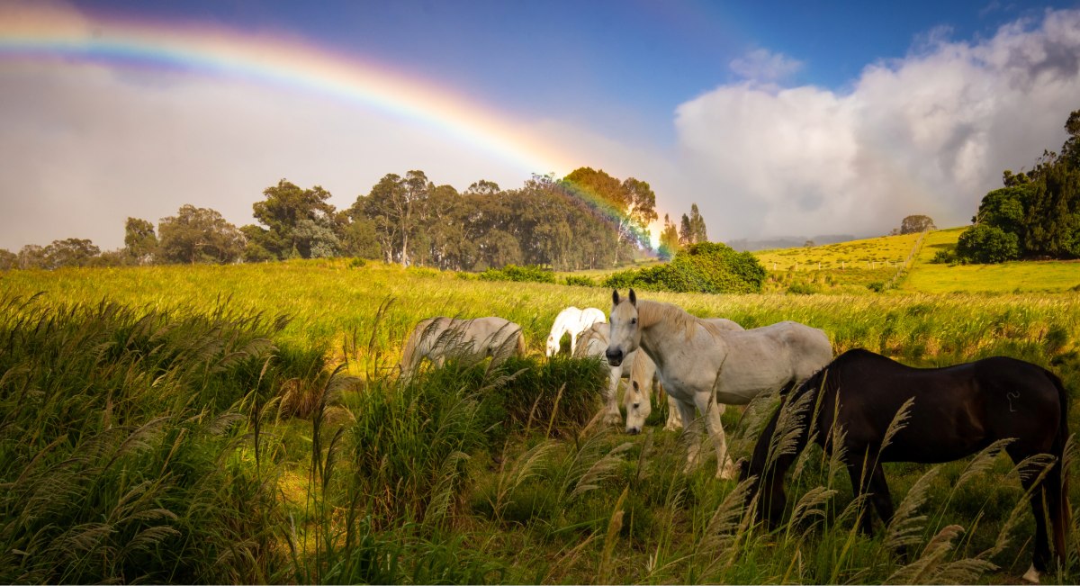 Horses grazing on lush green pastureland in Upcountry Maui with a rainbow arching over the misty slopes of Haleakala